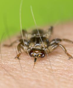 Poruszają się chmarami. Ich ugryzienia mogą być bolesne