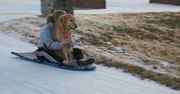 Pies na desce na śniegu. Zabawne nagranie z USA