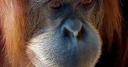 Orangutan wyleczył ranę samodzielnie przygotowaną kuracją ziołową