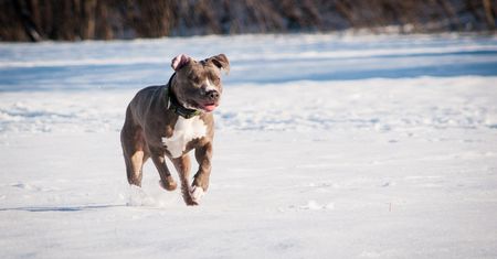Tragedia w Bytomiu. Pitbull zagryzł yorka i rzucił się na dziecko