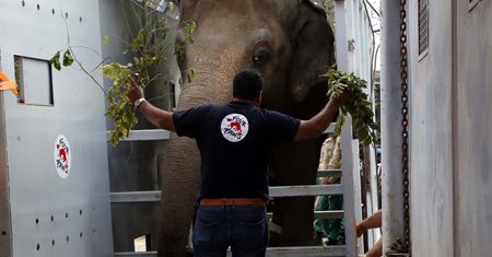 Pakistan. "Najbardziej samotny słoń świata" nareszcie otrzyma godne warunki