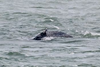Humbak Timmy utknął w Zatoce Wismarskiej. Ratunku już nie będzie