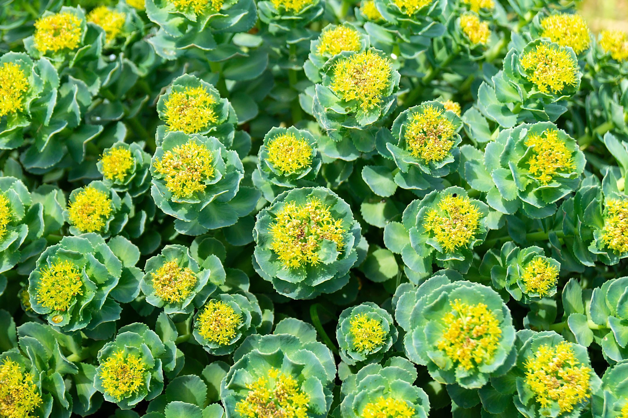 Rhodiola rosea (różeniec górski)