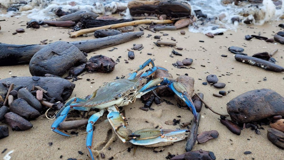Błękitny krab na Wyspie Sobieszewskiej