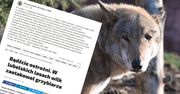 Awantura o wilka. Specjaliści o ataku na grzybiarza w lubelskim lesie
