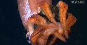 Odkrywają tajemnice oceanicznych głębin. Rzadki okaz zarejestrowany na wideo