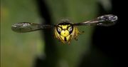 Fotoopa, czyli foto-dziadek z kosmicznym systemem do makro fotografii