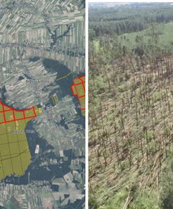 Tysiące powalonych drzew. Wprowadzono zakaz wstępu do tego lasu