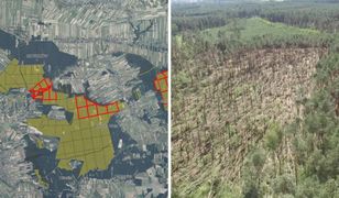 Tysiące powalonych drzew. Wprowadzono zakaz wstępu do tego lasu