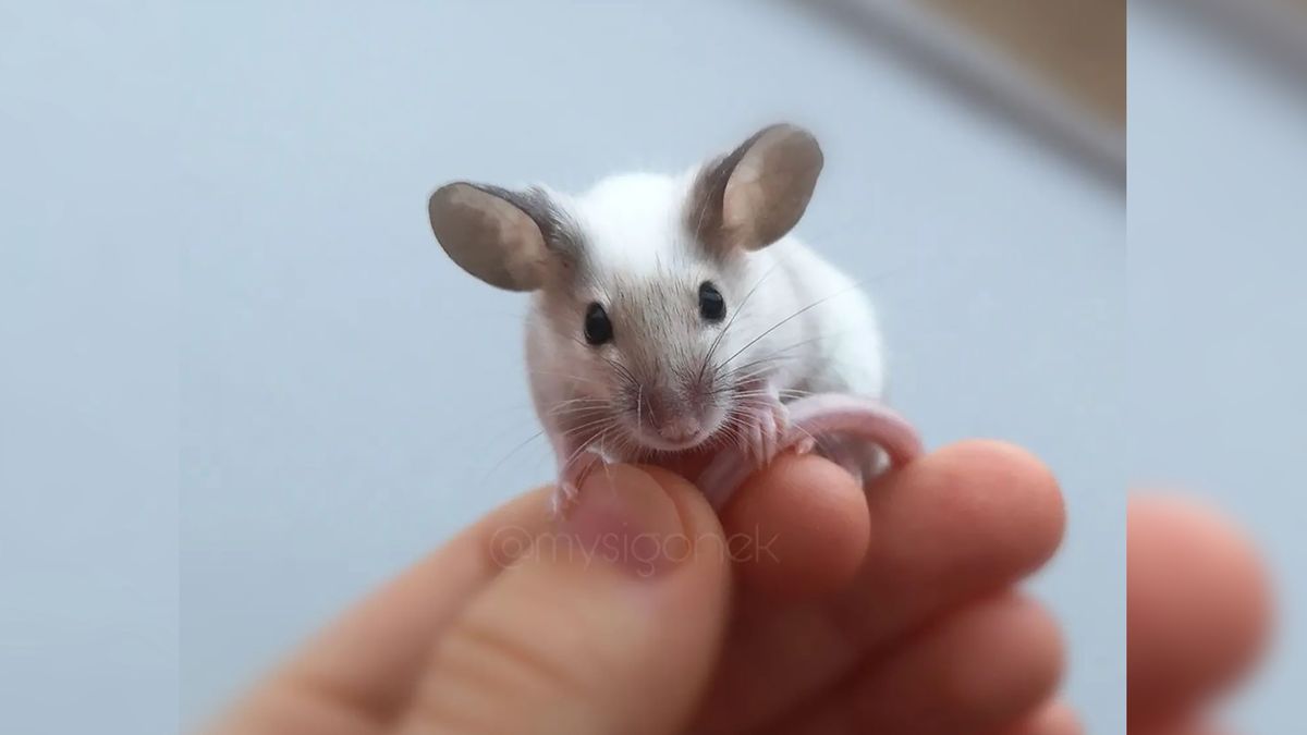 Myszki z Mysigonka robią światową karierę.