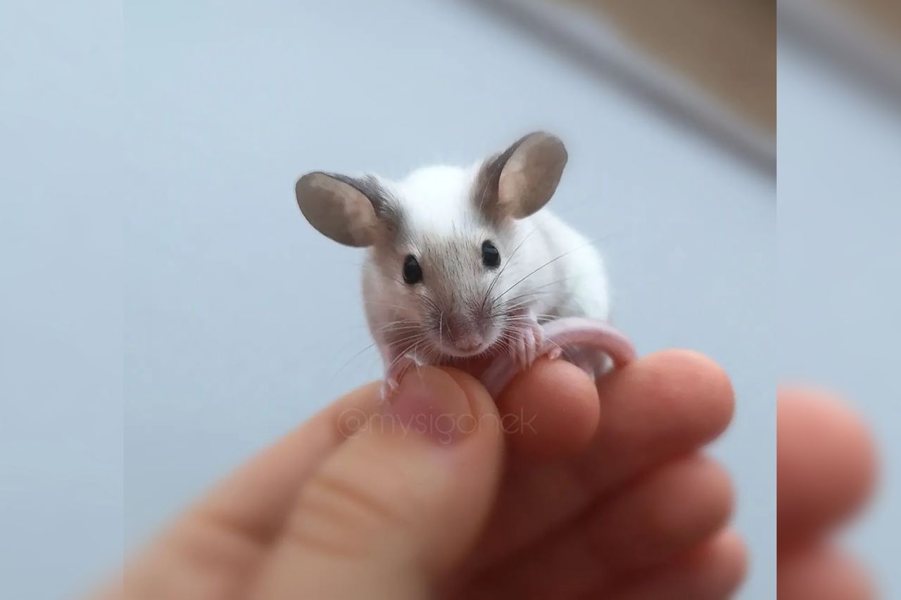 Najbardziej urocze myszki świata pochodzą z Polski. Na zdjęciach wyglądają przesłodko