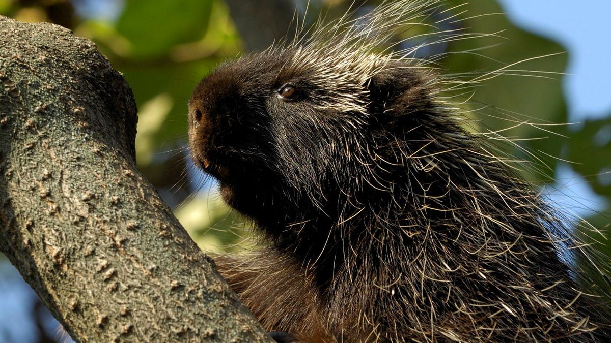 Krakowskie zoo ma nowego mieszkańca (zdjęcie ilustracyjne) 