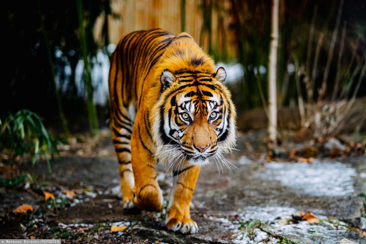 Tragedia w rumuńskim zoo. Tygrys zabił opiekuna