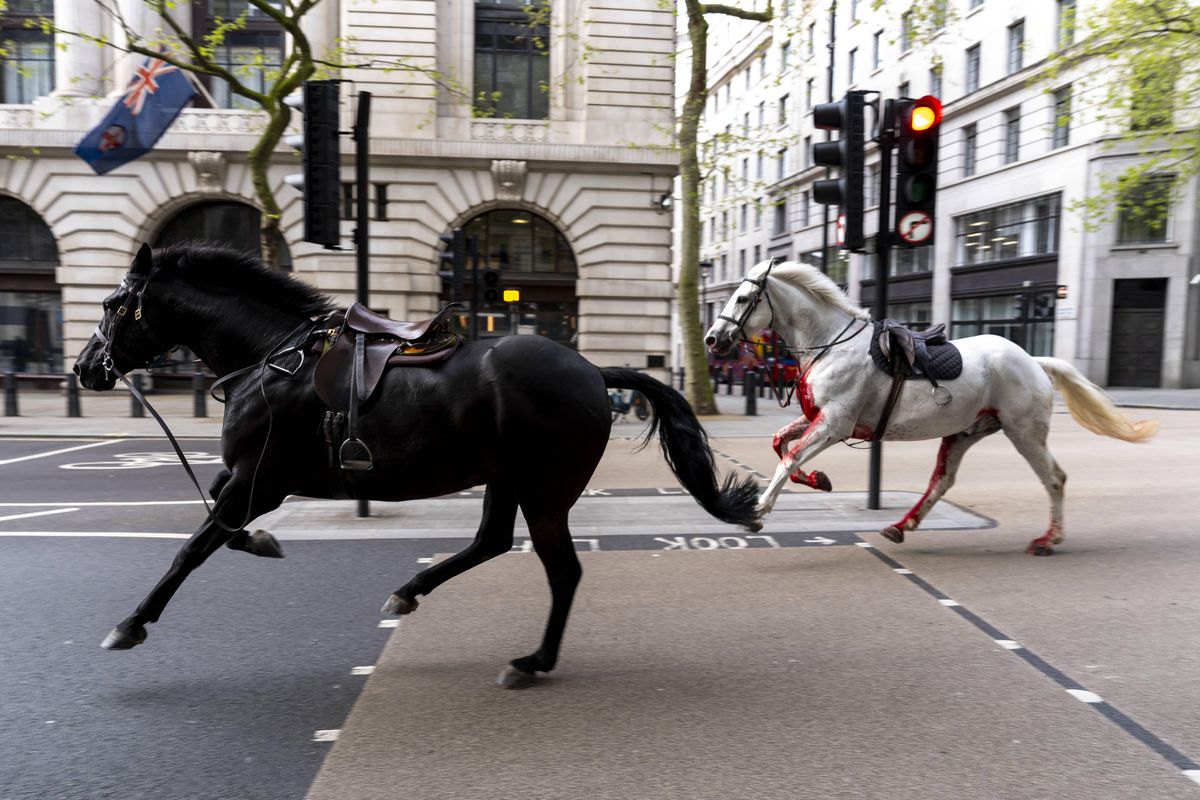 Spłoszone, zakrwawione konie biegały ulicami Londynu przez kilka godzin