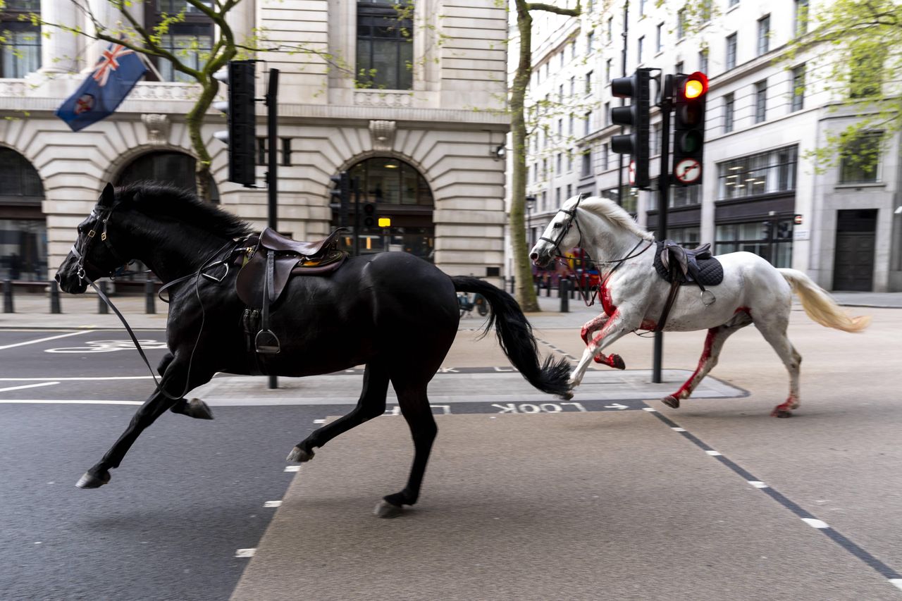 Frightened, bloodied horses ran through the streets of London for several hours.