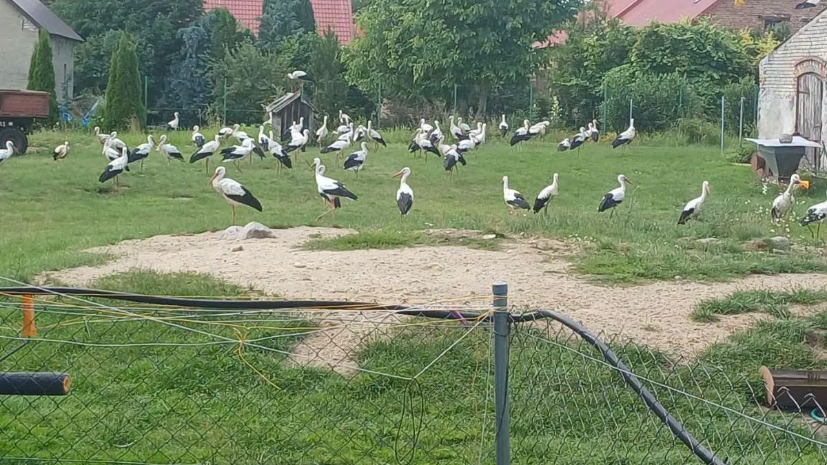 Niezwykły widok na podwórku