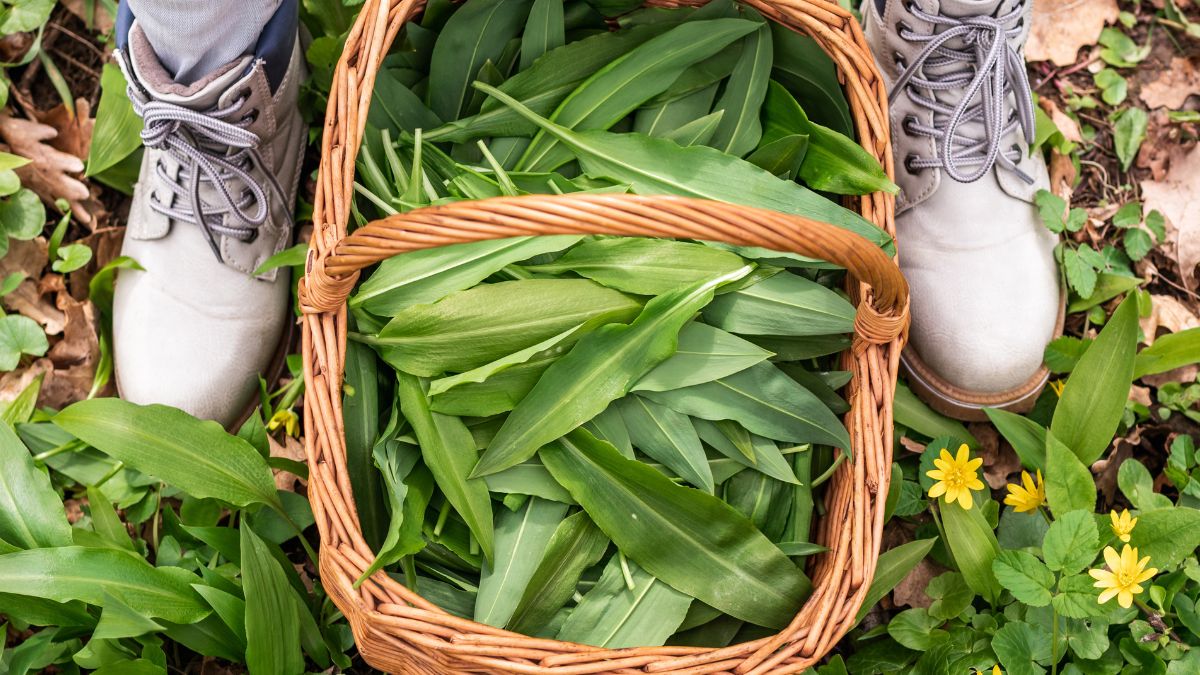 Ta roślina cieszy się coraz większą popularnościką