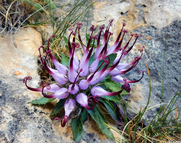 Harpagophytum procumbens, czyli czarci lub diabelski pazur to hakorośl rozesłana