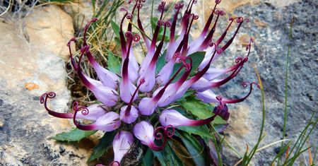 Harpagophytum procumbens - jak i kiedy stosować czarci pazur