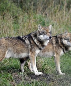 Wilki pod Warszawą? Leśnicy apelują do spacerowiczów