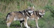 Wilki pod Warszawą? Leśnicy apelują do spacerowiczów