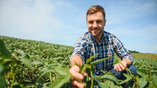 Uprawy strączkowe wystrzeliły w Polsce. To już nie jest nisza