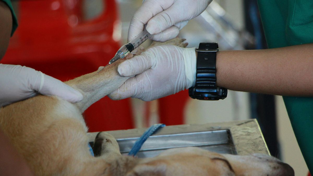 Zabieg przeszczepu u psów rzadko się udaje