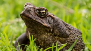 Ropucha Aga i jej paskudne obyczaje. Wygląda niegroźnie, ale potrafi siać spustoszenie