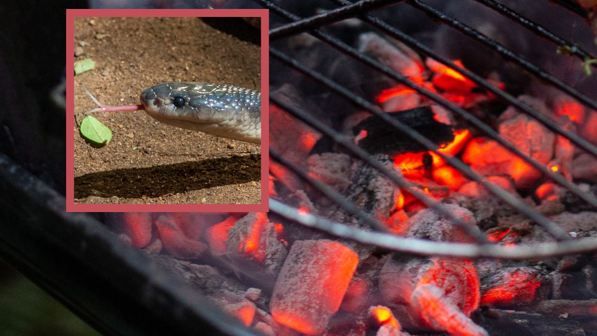 Ugrillowali węża. Zakaz grillowania na Zakrzówku w Krakowie.
