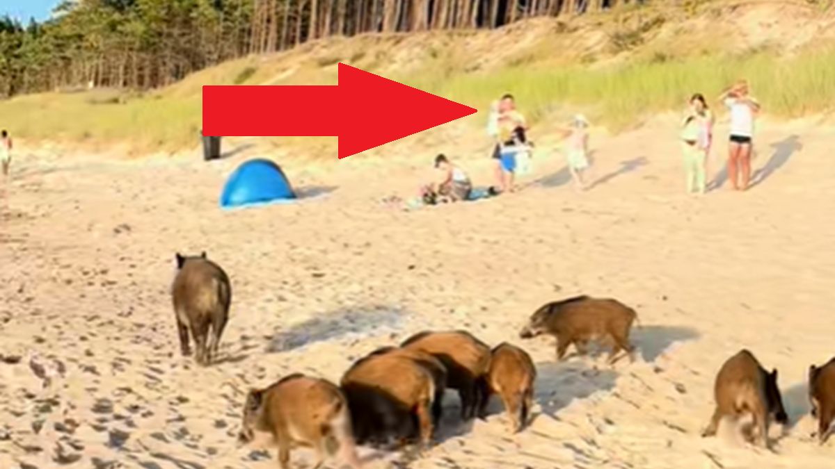 Dziki na plaży w Łazach.