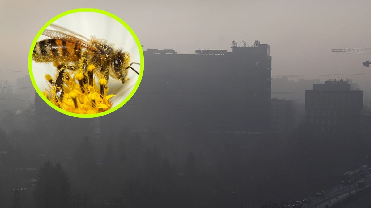 Zanieczyszczenie powietrza szkodzi owadom zapylającym