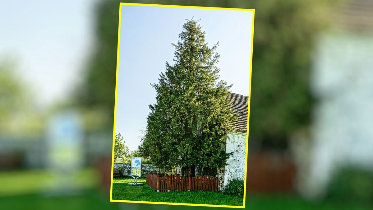 Najstarsze drzewo w Polsce