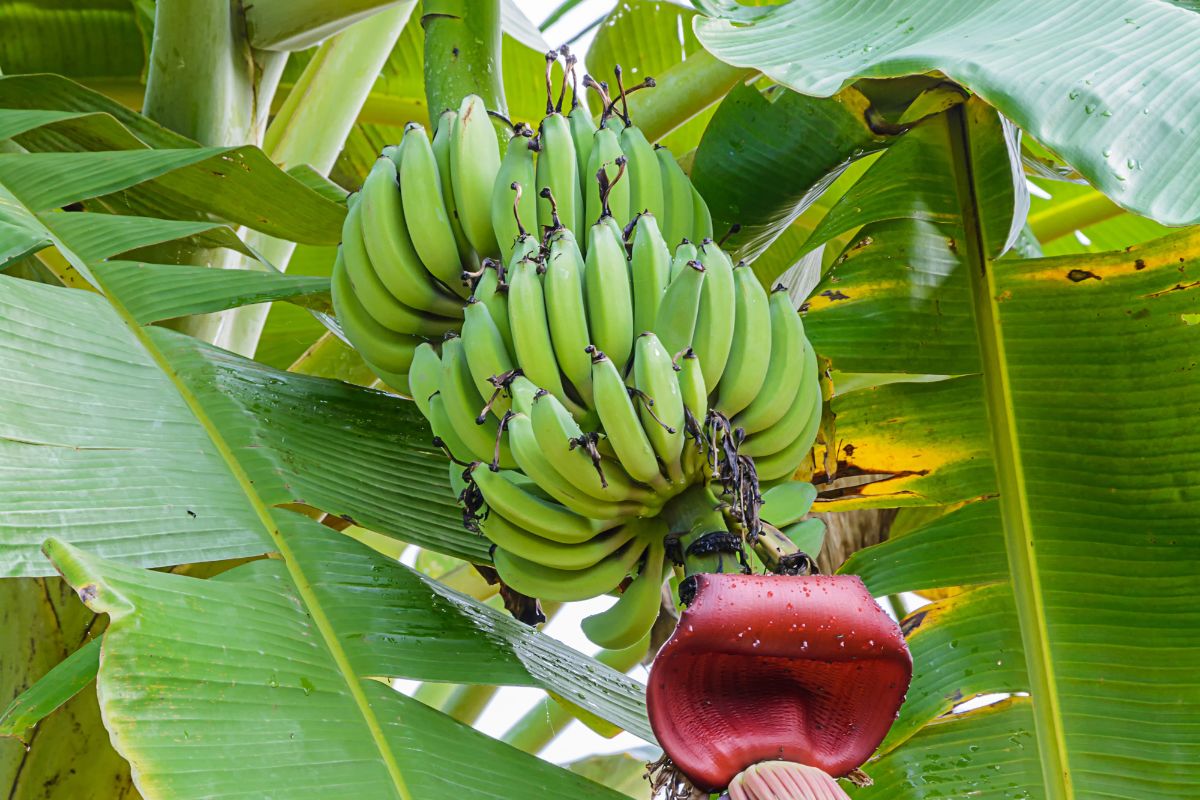Banany to najpopularniejsze owoce na świecie