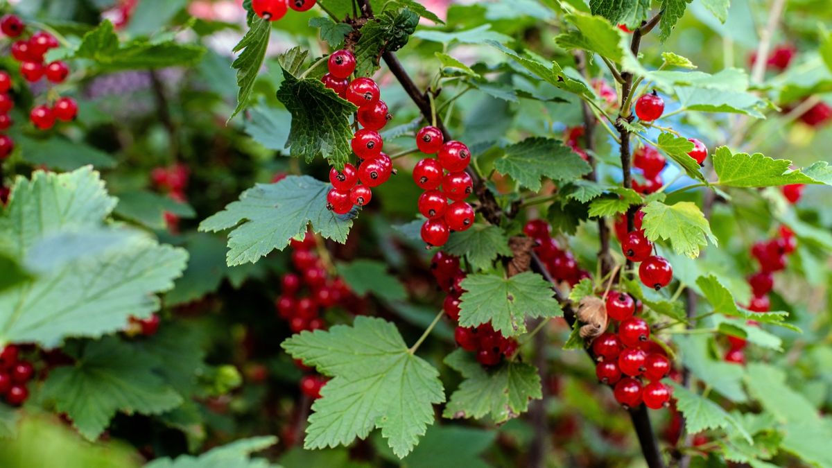 Z liści porzeczki można przygotować napar