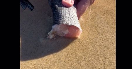 Nagranie ma 36 mln odsłon. Położył mięso na plaży. Czekały pod piaskiem