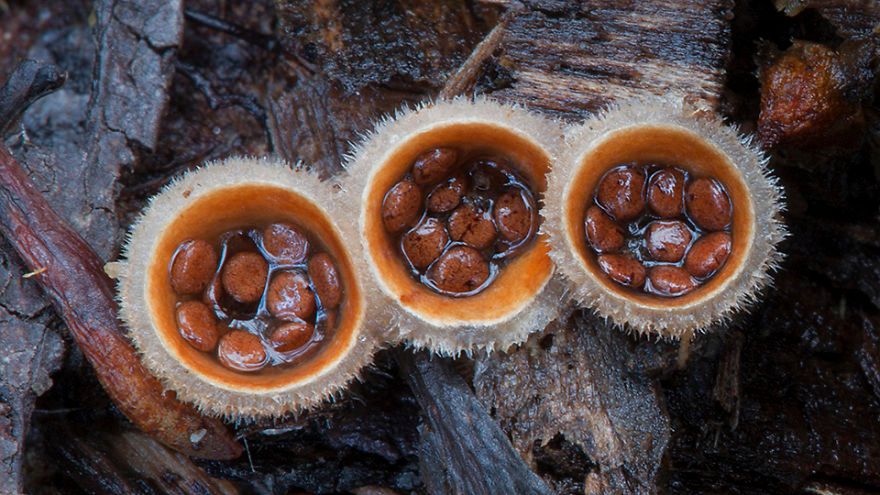 Magiczny świat australijskich grzybków sfotografowany przez Steve'a Axforda 28