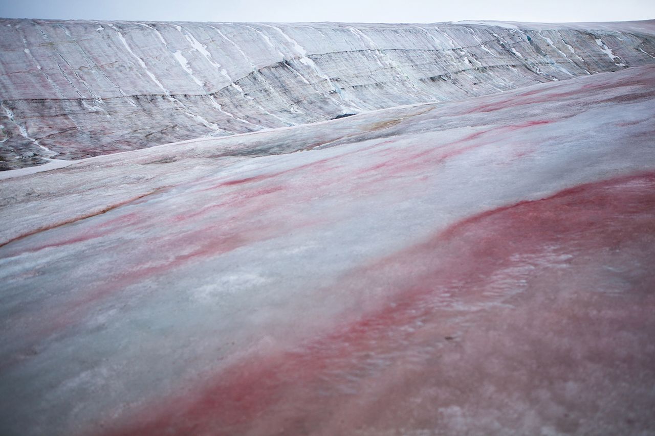 Największym zaskoczeniem dla fotografa była jednak czerwień. Krwisty odcień pochodził od mikroskopijnej algi. Glony tworzące czerwony śnieg żyją w warstwie wody pokrywającej płat śniegu, także w wodzie znajdującej się między jego kryształami. Czasami przybierają one również odcienie zieleni.