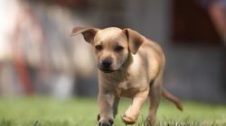 Borelioza u zwierząt