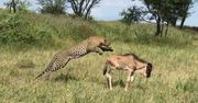 Zaskoczony lampart i małe gnu. Niezwykłe nagranie przewodnika z Tanzanii