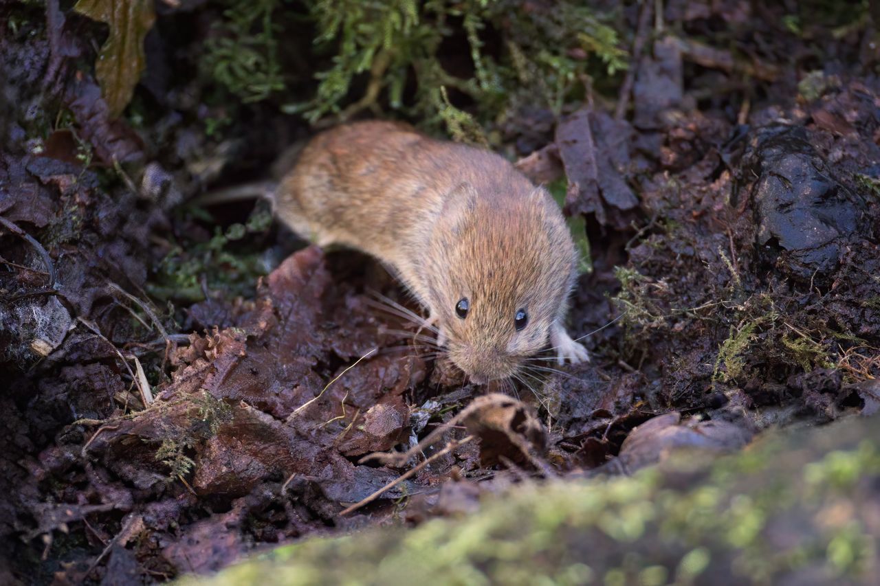 Domowy preparat na nornice. Wystarczą trzy składniki