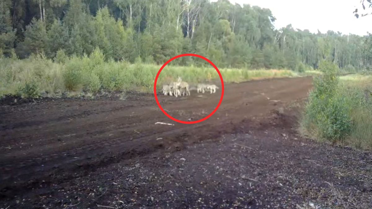 Nagrał wilczą rodzinę.