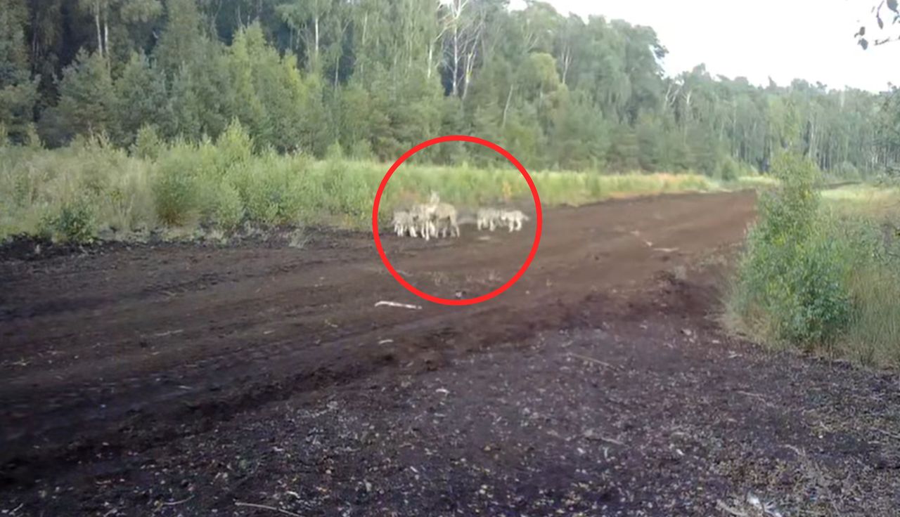 "Zobaczcie to nagranie". Kadry z lasu wywołały poruszenie