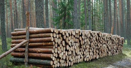 Stało się. Limity na drewno