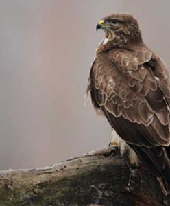 Sochaczew. Kolejne ognisko ptasiej grypy. Myszołów zakażony