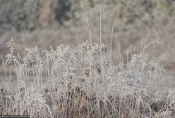 Zniszczone uprawy, ogromne straty. Mroźne żniwo przymrozków