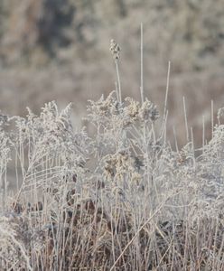 Zniszczone uprawy, ogromne straty. Mroźne żniwo przymrozków