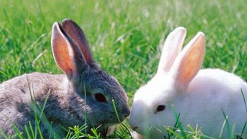 Szwedzi ogrzewają domy spalanymi królikami 1