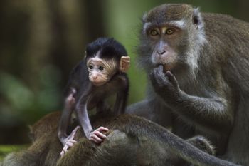 Małpy też lubią na to popatrzeć. Zaskakujące wyniki badań