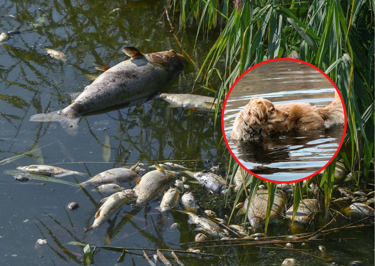 Kobieta wyciągnęła psa z Odry. Mówi, co się stało z jej rękami