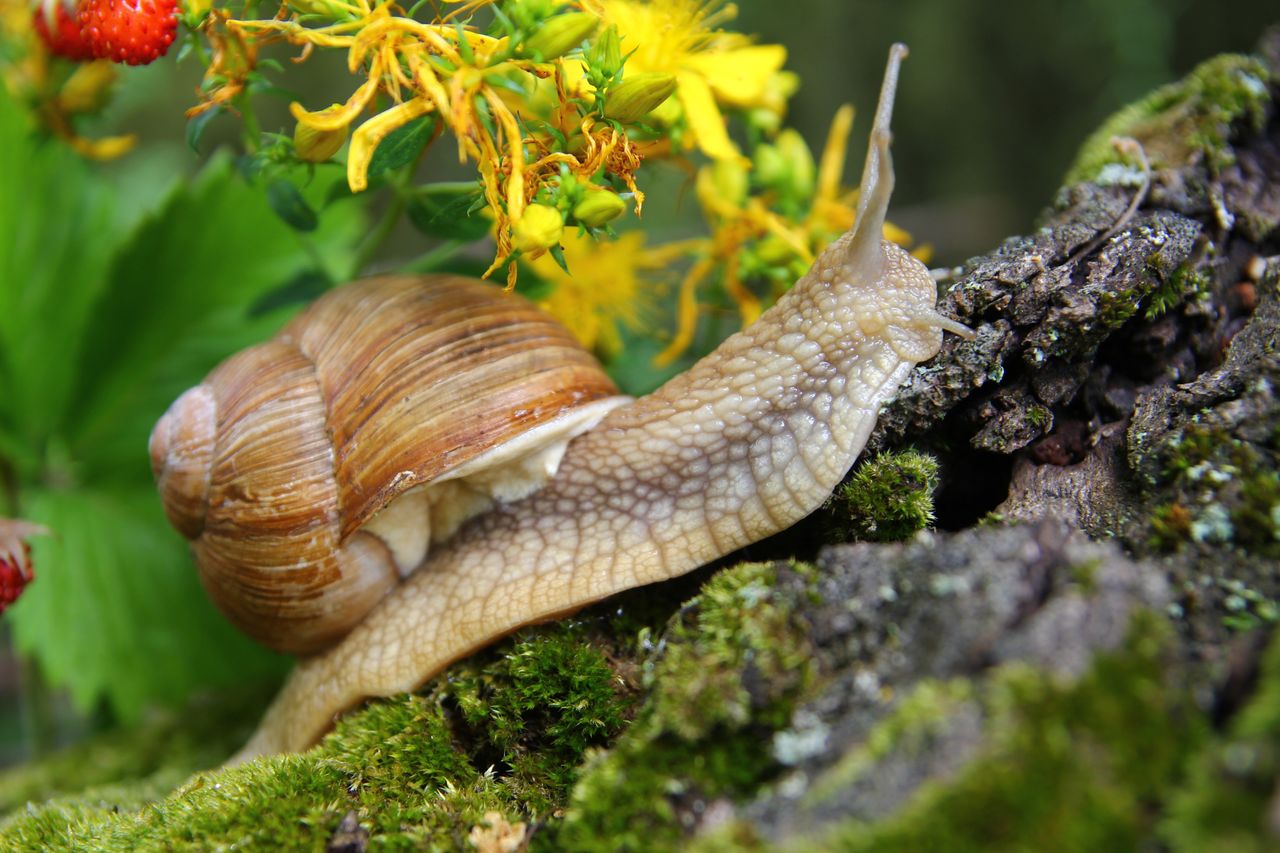 Guard your garden: The humane snail trap that won't hurt a shell